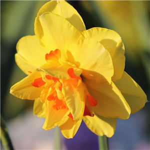 Narcissus (Daffodil) 'Double Fashion'
